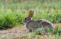 Wild Brown Rabbit Grazing in Grass Field