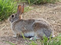 Wild Brown Rabbit Grazing in Grass Field