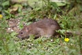 Wild Brown Rat Royalty Free Stock Photo