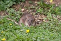 Wild Brown Rat Royalty Free Stock Photo