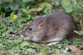 Wild Brown Rat Royalty Free Stock Photo