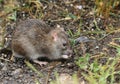 A wild Brown Rat, Rattus norvegicus, eating seads on the ground at the edge of a lake. Royalty Free Stock Photo