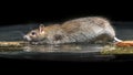 Wild brown rat moving in water Royalty Free Stock Photo
