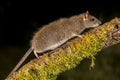 Wild Brown rat on log at night Royalty Free Stock Photo