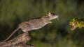 Wild brown rat starting to jump Royalty Free Stock Photo
