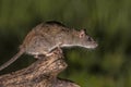 Wild brown rat about to jump Royalty Free Stock Photo