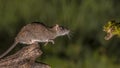 Wild brown rat about to leap Royalty Free Stock Photo