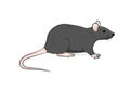 Wild Brown Rat Vector Illustration Royalty Free Stock Photo