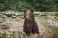 Wild Teddy Bear Sits on his Fanny