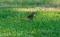 Brown thrasher standing in green grass