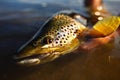 Wild Brown Trout