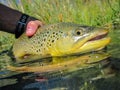 Wild brown trout caught in Eastern Oregon