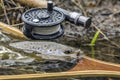 Wild brown trout caught fly fishing Royalty Free Stock Photo