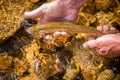 Wild brown trout caught in the mountain steam in Northern Idaho. Royalty Free Stock Photo