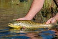 Wild brown trout caught and released on the Owyhee River, Oregon Royalty Free Stock Photo