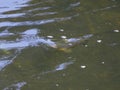 Wild brown trout / Salmo trutta taking a fly in the river.