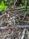 Wild turtle animal with legs, tail and shell on dry grass side close view Royalty Free Stock Photo