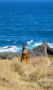 Wild brown wallaby by the seaside in Victoria, Australia