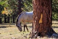 Wild Mustang grazing in the mountain forest