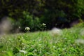 Wild buckwheat grows on a meadow