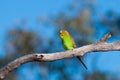 Wild Budgerigar Royalty Free Stock Photo