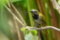 Buff-throated Saltator Royalty Free Stock Photo