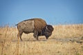 Wild buffalo on Antelope island, Great Salt Lake, Utah USA Royalty Free Stock Photo