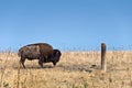 Wild buffalo on Antelope island, Great Salt Lake