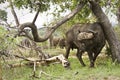 Wild buffalo in the bush, Kruger national park, SOUTH AFRICA Royalty Free Stock Photo