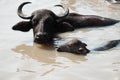 Wild buffalo family Royalty Free Stock Photo