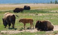 Wild buffalo herd in Yellowstone national park, USA Royalty Free Stock Photo