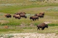 Wild buffalo herd in Yellowstone national park, USA Royalty Free Stock Photo