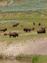 Wild buffalo herd in Yellowstone national park, USA Royalty Free Stock Photo