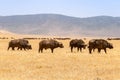 Wild buffalo herds at the Ngorongoro National park