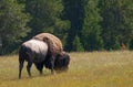 Wild buffalo male grazing in Yellowstone national park, USA Royalty Free Stock Photo