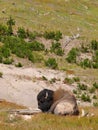 Wild buffalo male resting in Yellowstone national park, USA Royalty Free Stock Photo