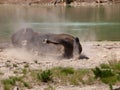 Wild buffalo male resting in Yellowstone national park, USA Royalty Free Stock Photo