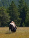 Wild buffalo male grazing in Yellowstone national park, USA Royalty Free Stock Photo