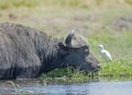 Wild buffalo in the Okavango delta