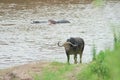 Wild buffalo on the river Royalty Free Stock Photo
