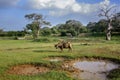 Wild Buffalo in Sri Lanka, Wilpattu national Park Royalty Free Stock Photo