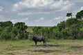 A wild buffalo stands in the African savanna. Royalty Free Stock Photo