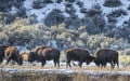 Wild Buffalo in winter - Yellowstone National Park