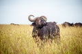 Wild buffalo in the yellow grass Royalty Free Stock Photo