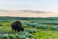 A Wild Buffalo in Yellowstone Royalty Free Stock Photo