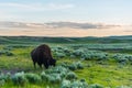 A Wild Buffalo in Yellowstone