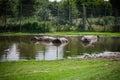 The buffalo family in the water