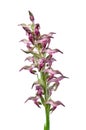 Wild Bug orchid flowers - Orchis coriophora