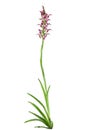 Wild Bug orchid plant - Orchis coriophora