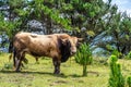 Wild bull along the road to San Andres de Teixido, A Coruna Province, Galicia, Spain Royalty Free Stock Photo